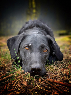 Hund der ligger i græsset