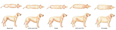 Sådan ser du om din hund er for tynd - eller for tyk