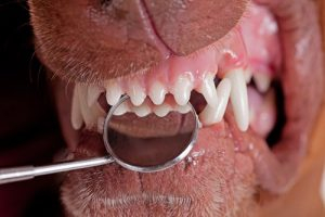Kan man selv fjerne tandsten på sin hund? - Gilpa.dk