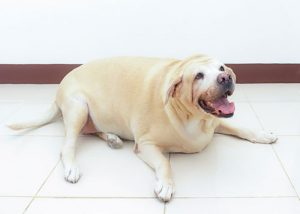 Hvad kan jeg gøre hvis min hund er overvægtig? - tykke hunde - Gilpa.dk