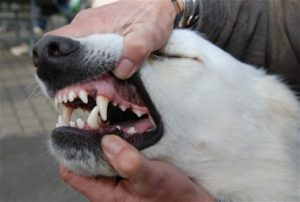 Hvornår skifter hunde tænder - Gilpa.dk