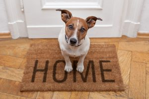 Hvordan lærer jeg min hund at være alene hjemme? - Gilpa.dk